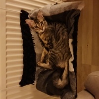 Tekir Kedi, Kedi  Tekir e acil bahçeli yuva fotoğrafı