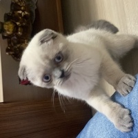 Scottish Fold, Kedi  UZAY fotoğrafı