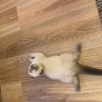 Scottish Fold, Kedi  UZAY fotoğrafı