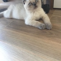 Scottish Fold, Kedi  UZAY fotoğrafı