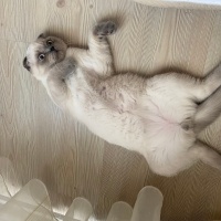 Scottish Fold, Kedi  UZAY fotoğrafı