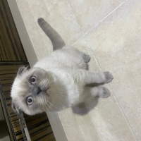 Scottish Fold, Kedi  UZAY fotoğrafı