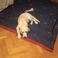 Labrador Retriever, Köpek  Kulina fotoğrafı