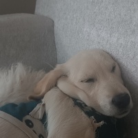 Labrador Retriever, Köpek  Kulina fotoğrafı