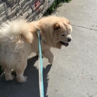 Chow Chow (çin Aslanı), Köpek  Max fotoğrafı