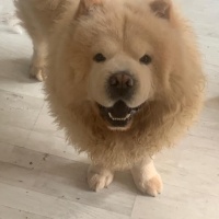 Chow Chow (çin Aslanı), Köpek  Max fotoğrafı