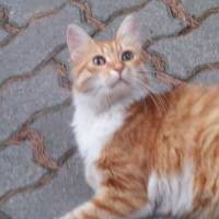 Cymric, Kedi  Şirine fotoğrafı