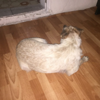 Silky Terrier, Köpek  Şila fotoğrafı