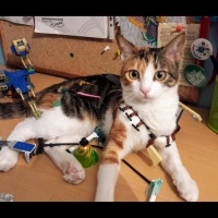 Tekir Kedi, Kedi  Pamuk fotoğrafı