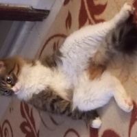 Tekir Kedi, Kedi  Pamuk fotoğrafı