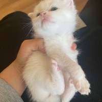 British Longhair, Kedi  Miyav fotoğrafı