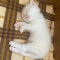 British Longhair, Kedi  Miyav fotoğrafı