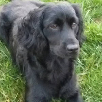 Amerikan Cocker Spaniel, Köpek  Zeytintin fotoğrafı