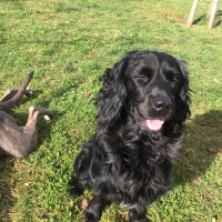 Amerikan Cocker Spaniel, Köpek  Zeytintin fotoğrafı