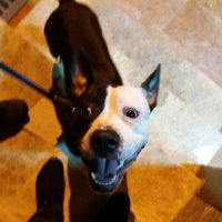 Amerikan Staffordshire Terrier, Köpek  Paşa fotoğrafı