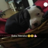 Amerikan Staffordshire Terrier, Köpek  Paşa fotoğrafı