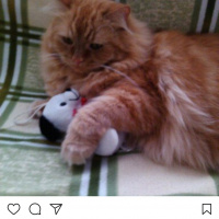 Chinchilla, Kedi  Büdü fotoğrafı
