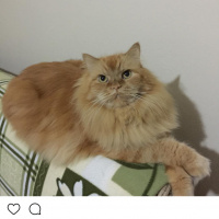 Chinchilla, Kedi  Büdü fotoğrafı
