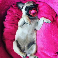 Pug, Köpek  Shiva fotoğrafı