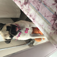 Pug, Köpek  Shiva fotoğrafı