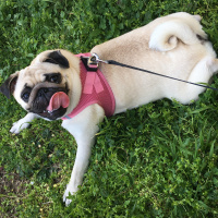Pug, Köpek  Shiva fotoğrafı