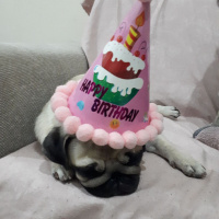 Pug, Köpek  Shiva fotoğrafı