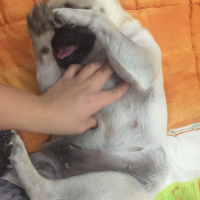 Pug, Köpek  Shiva fotoğrafı