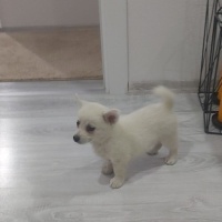 Pomeranyalı, Köpek  Topak fotoğrafı