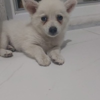 Pomeranyalı, Köpek  Topak fotoğrafı