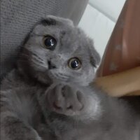 Scottish Fold, Kedi  Koko fotoğrafı