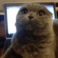 Scottish Fold, Kedi  Koko fotoğrafı