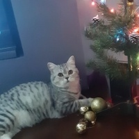 British Shorthair, Kedi  Çakıl fotoğrafı