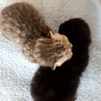 British Shorthair, Kedi  Çakıl fotoğrafı