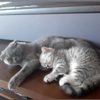 British Shorthair, Kedi  Çakıl fotoğrafı