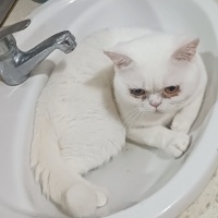 British Shorthair, Kedi  Kar fotoğrafı