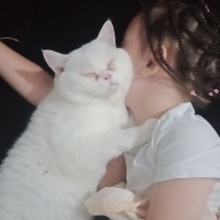 British Shorthair, Kedi  Kar fotoğrafı
