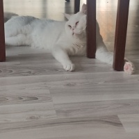 British Shorthair, Kedi  Kar fotoğrafı
