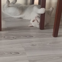 British Shorthair, Kedi  Kar fotoğrafı