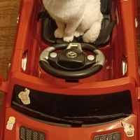 British Shorthair, Kedi  Kar fotoğrafı