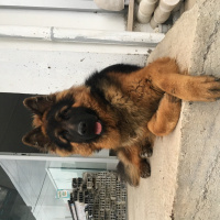 Alman Çoban Köpeği, Köpek  Dark fotoğrafı