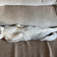 Scottish Fold, Kedi  Şans fotoğrafı