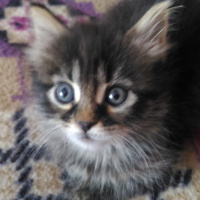 İran Kedisi (Persian), Kedi  edi büdü fotoğrafı