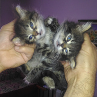 İran Kedisi (Persian), Kedi  edi büdü fotoğrafı