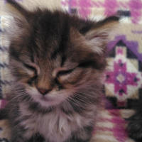 İran Kedisi (Persian), Kedi  edi büdü fotoğrafı