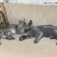 British Shorthair, Kedi  Alex ve mia fotoğrafı