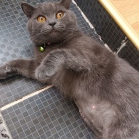 British Shorthair, Kedi  Violet fotoğrafı