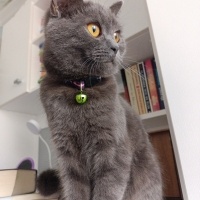 British Shorthair, Kedi  Violet fotoğrafı