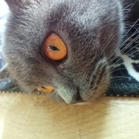 British Shorthair, Kedi  Violet fotoğrafı
