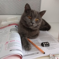 British Shorthair, Kedi  Violet fotoğrafı