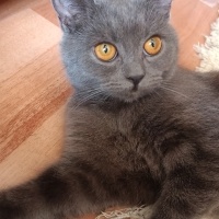 British Shorthair, Kedi  Violet fotoğrafı